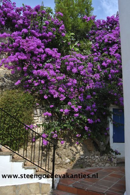 Casa Pieresa paarse bloemen 001