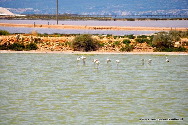 delta-ere-flamingos