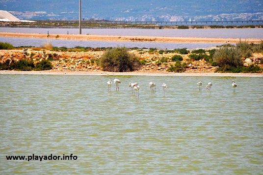 delta-ere-flamingos