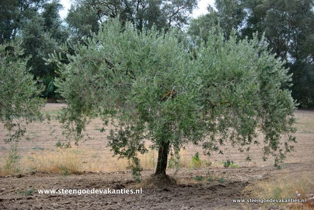 olijfboom-priorat